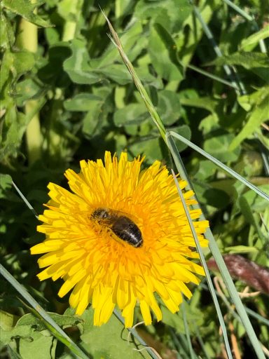 Biene auf Löwenzahnblüte