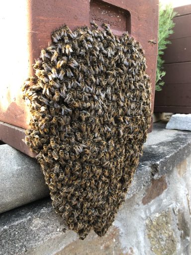 Bienen am Ablegerkasten bei ca. 30°C