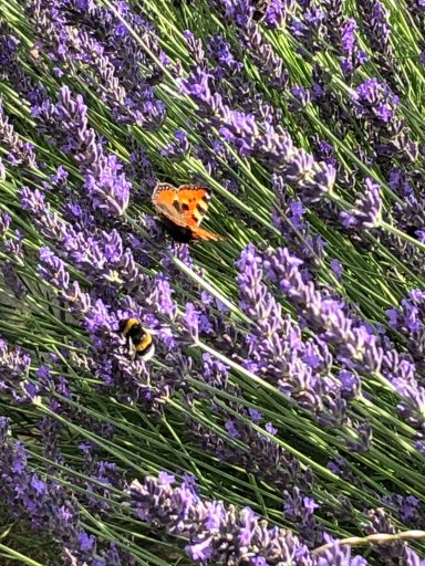 Lavendel mit Schmetterling und Hummel