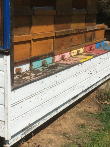 Frühjahrsflug der Bienen am Bienenhaus