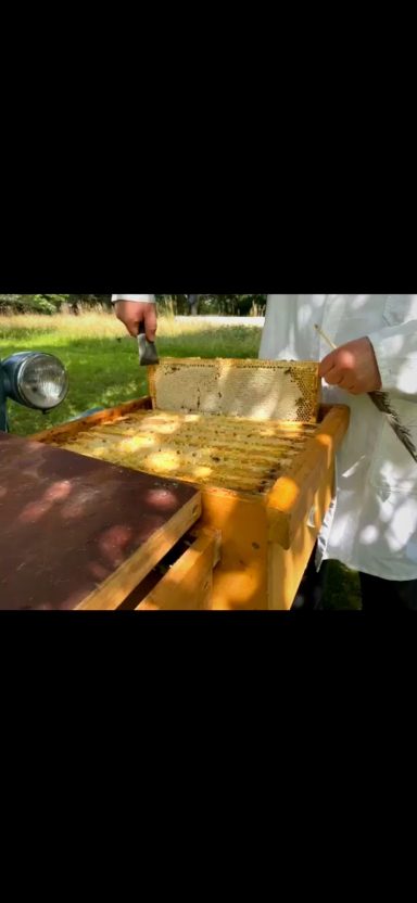 Honigwabe aus Honigzarge