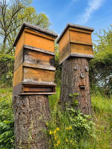 Bienenvolk im Holzstamm mit aufgesetzten Zargen