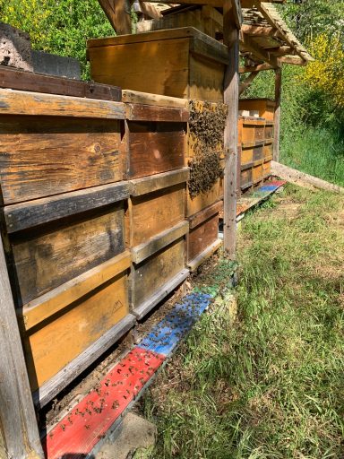Bienenstand unterm Weinberghof