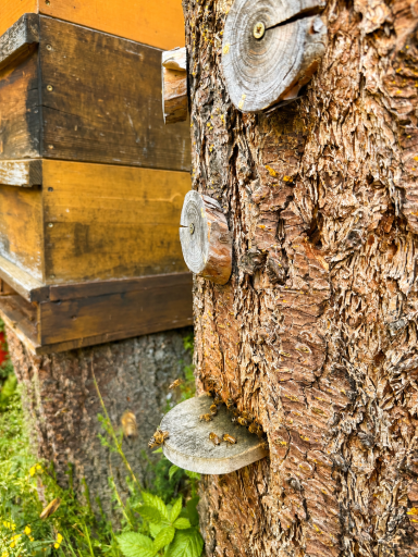 "Bienenmann" mit Flugloch