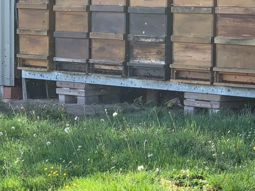 Bienenstand vor Holzlager