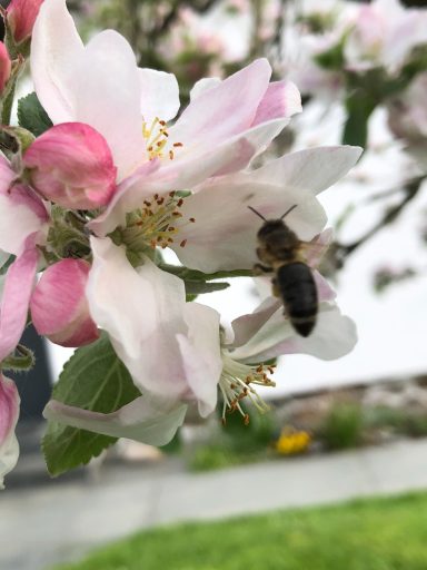 Biene auf Quittenblüte