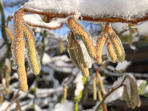 erster Pollen im Jahr die Haselkätzchen im Schnee