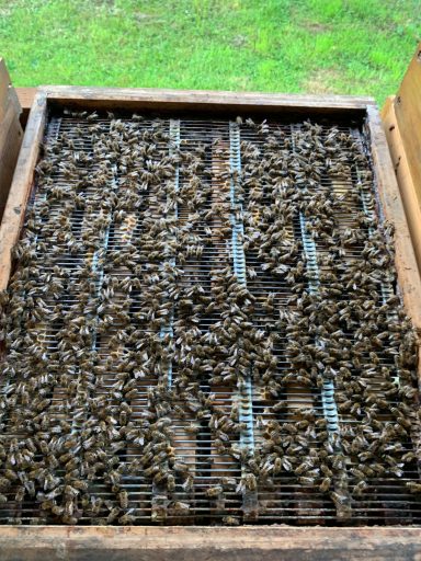 Bienen über Absperrgitter