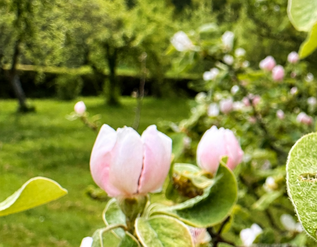 Zarte, rosafarbene Blüten in einem grünen Garten mit Bäumen im Hintergrund.