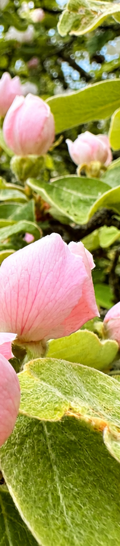 Pink Knospen auf grünen Blättern, umgeben von einem klaren blauen Himmel.