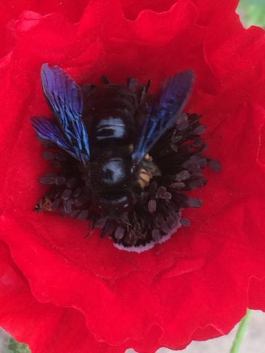 Bienen in Mohnblüte