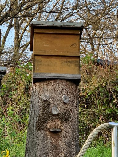 Bienenmann mit "besonderen" Bart