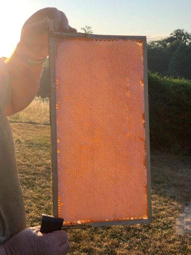 Honigwabe mit aufgehender Sonne